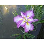 Judy Irons's photo