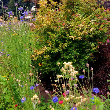 Before & After Master Gardener Landscape Makeover Lawn Reduction & Rain Gardens