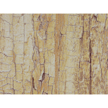 Tree Shell Adhesive Film Set of 2