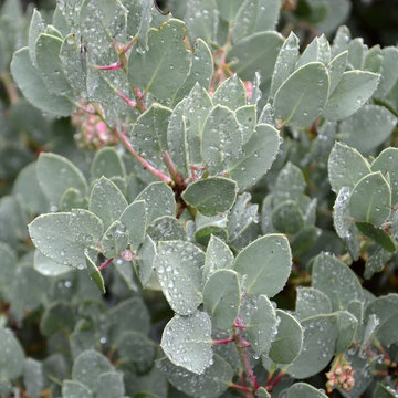 Big Berry Manzanita
