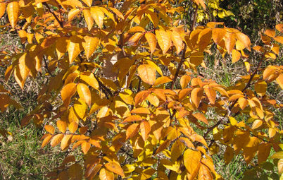 Common Pricklyash Provides Reliable Orange or Gold Color in Autumn