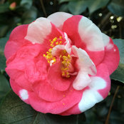 Foto von Teresa Fleming