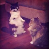 Marisa Goddard's photo