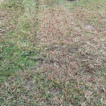 Lawn Care Service - Overseeding - Vertical Cut | Wichita, Kansas