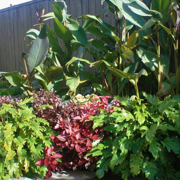 A taste of the tropics