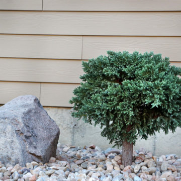 Shrubbery For Outdoor Landscaping