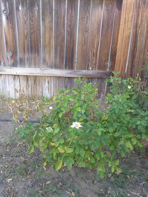 Rose section drying up and leafs falling off of bush
