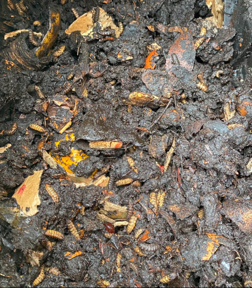 what is this bug in my compost bin?