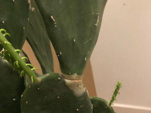 Featured image of post Prickly Pear Cactus Corking