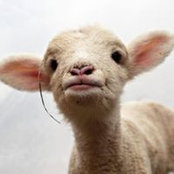 Foto de Hoppy Polla
