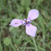 Lauren Waggoner's photo