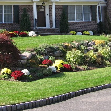 Full Mum Planting