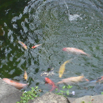 Water features