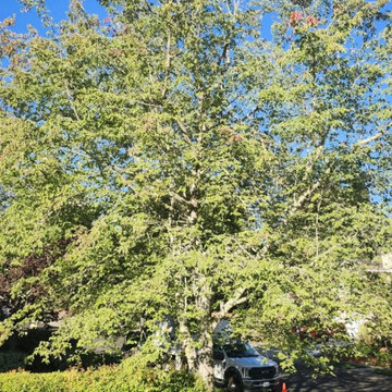 Greenview Tree Care