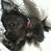 Alishea Hammel Schuch's photo