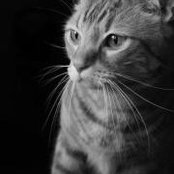 Will Davis's photo
