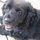 tracy_moore_langford