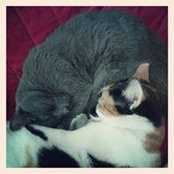Virginia Pigglebottom's photo