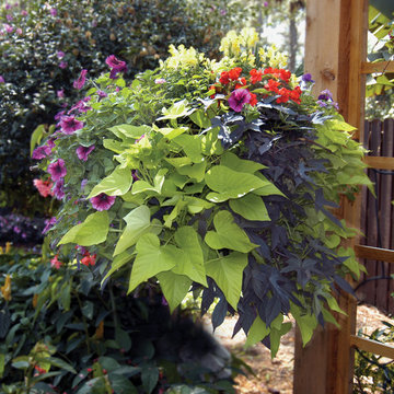 Hanging Baskets