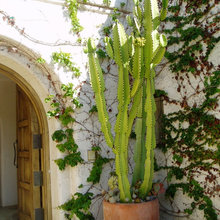 Toscana Garden Ideas