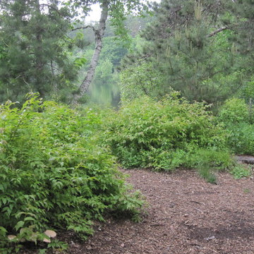 Diervilla and low-bush blueberry along Chocorua Lake