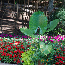 Planters