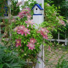 Birdhouse Garden