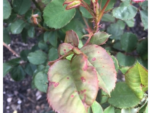 Are my roses affected by rust?