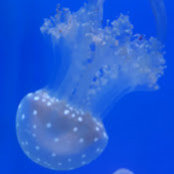 esther cay's photo