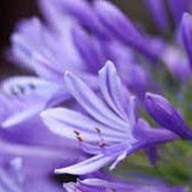 JANE SHUE's photo