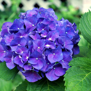 garden flowers