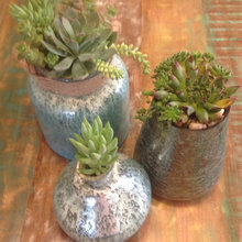 Succulents