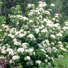 Favorite plants