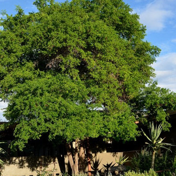 Southwestern Plants