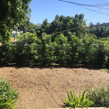 Hedge and Mulch