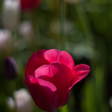 Spring Bulb Garden