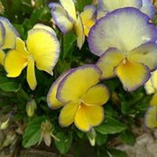 Andrea Morrison's photo