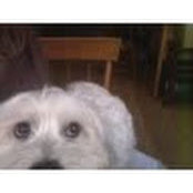 Katie Scanlan's photo