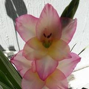 Foto von Beverly DeSanno