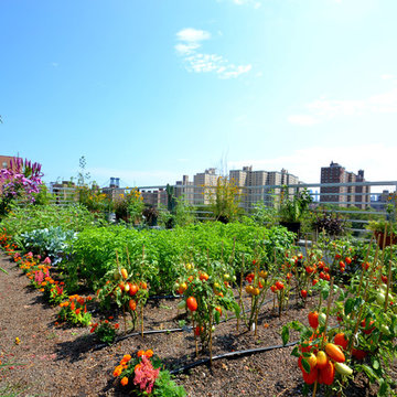 UMBRELLA HOUSE ROOFTOP GARDEN