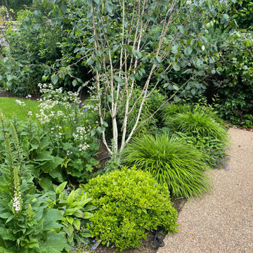 Silver Birch with woodland planting as semi shade.