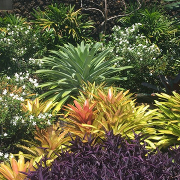 Modern Tropical