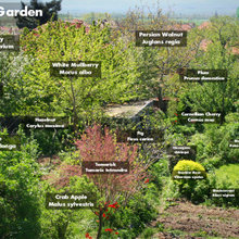 Forest Gardening