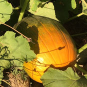 Photo de veggiegal