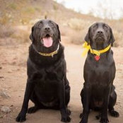 Corey DeLuca's photo