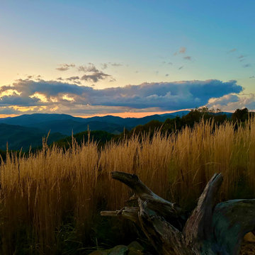 The garden at dusk.
