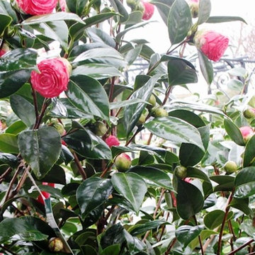 North Texas Garden Info & Tips