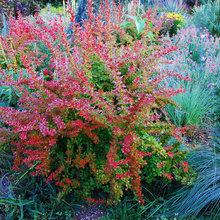 Landscape Ideas