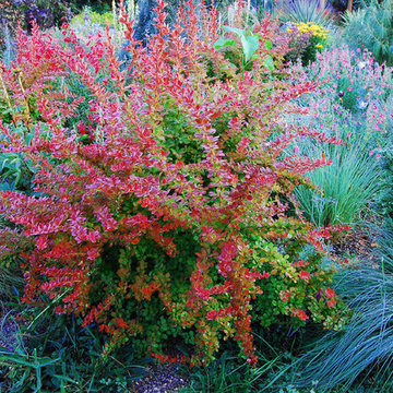 Sunjoy® Tangelo Barberry