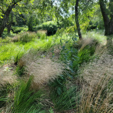 Native Plantings